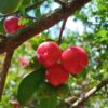 acerola