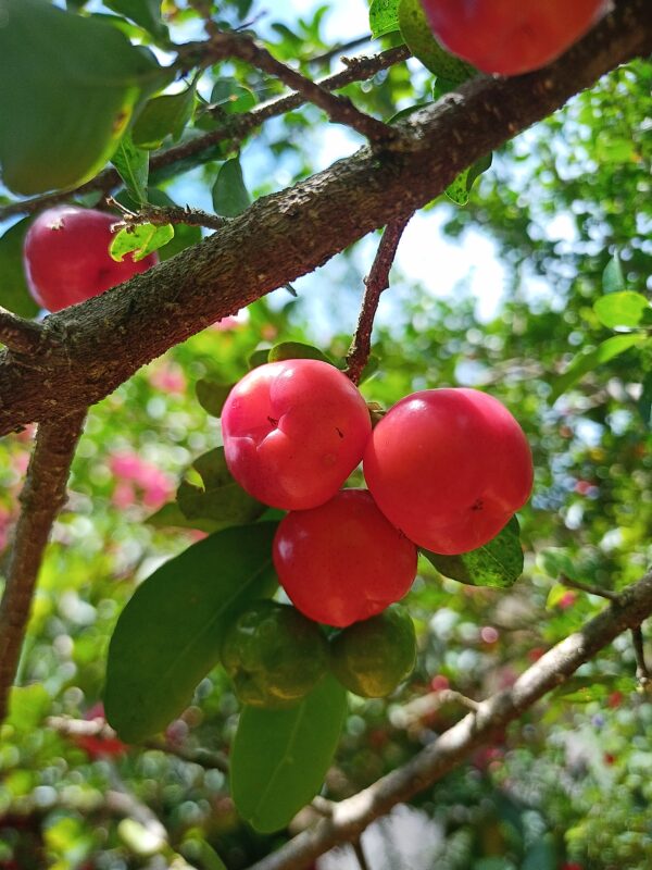 acerola
