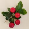 acerola