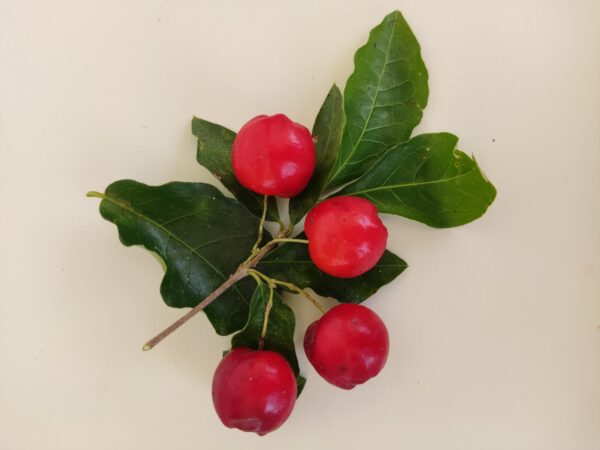 acerola