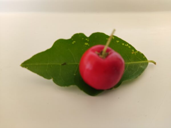 Acerola fruta natural